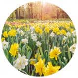 The best places to see spring flowers