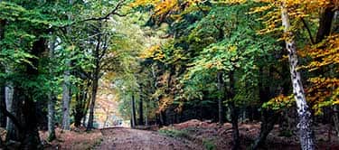 New forest near Ringwood New forest near Ringwood