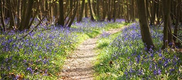 Bluebells in Kent forest Bluebells in Kent forest