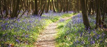 Bluebells in Kent forest