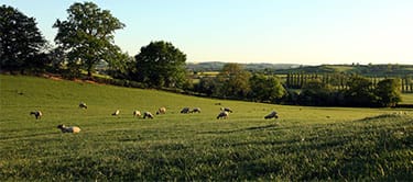 Meadow with sheep, kettering