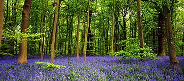 Sherwood Forest, Mansfield Sherwood Forest, Mansfield