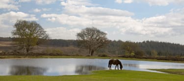 Bratley view, New Forest Bratley view, New Forest